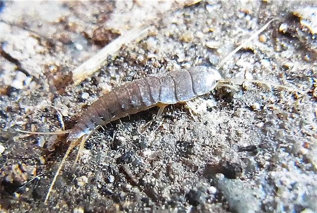 Pesciolino d'argento - Lepisma saccharina Linnaeus