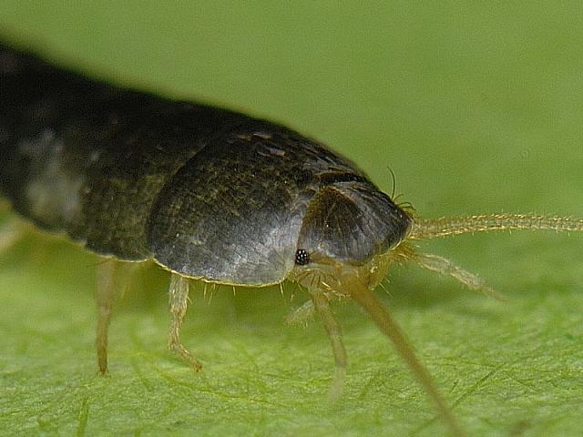 Pesciolini d'argento (Lepisma saccharina). - Anticimex